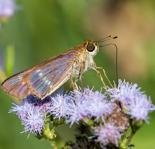 best Common Purple Butterflies Types