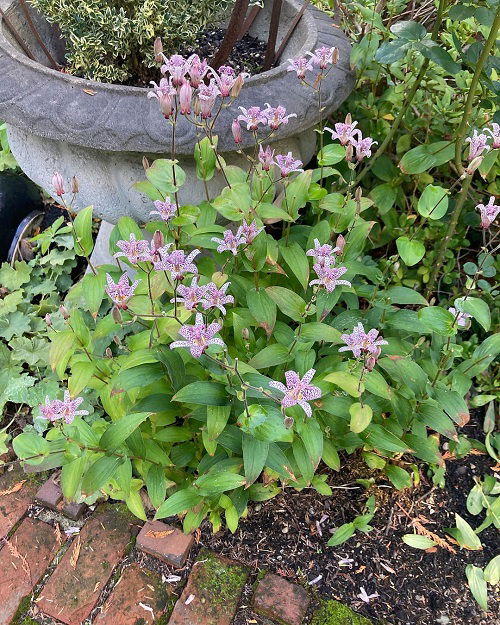 Best Partial Shade Perennials 