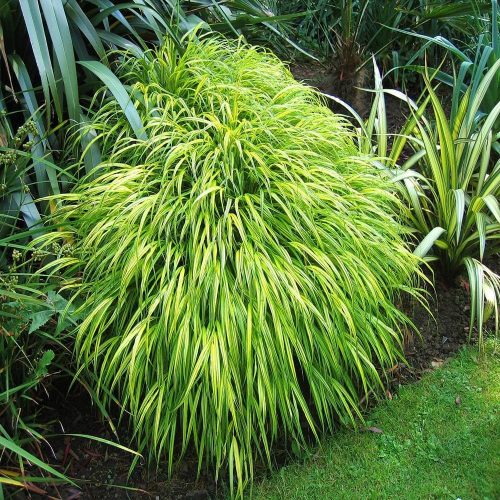 Shade in Parts for Perennial Plants 