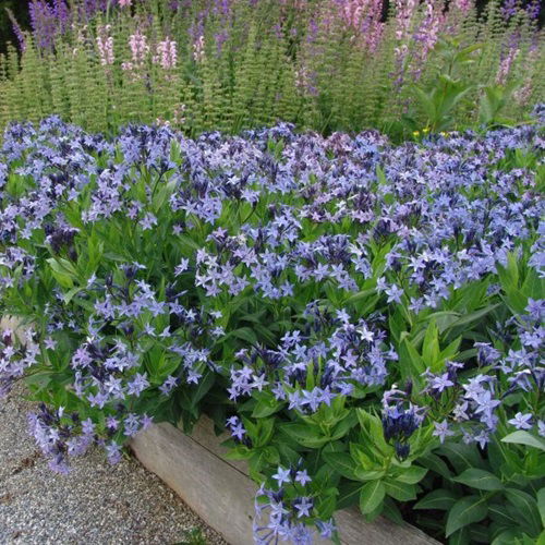 Partial Shade Perennials plant 