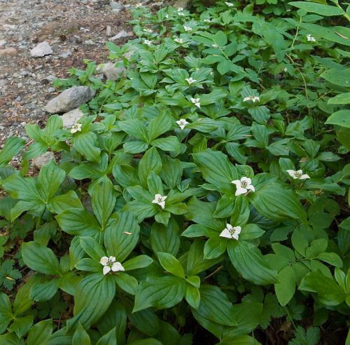 best Partial Shade Perennials 