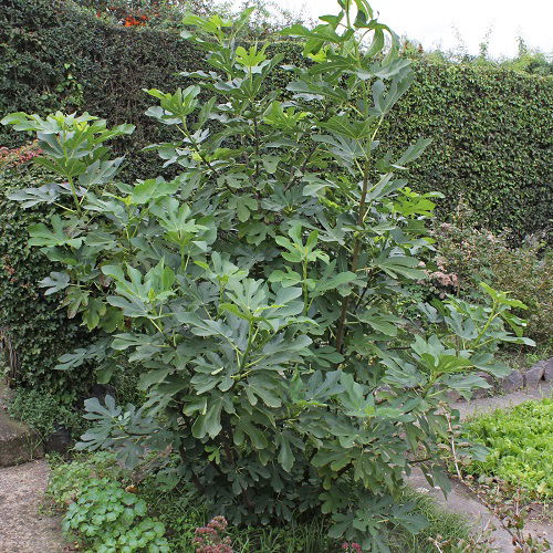 Partial Shade Perennials plant 