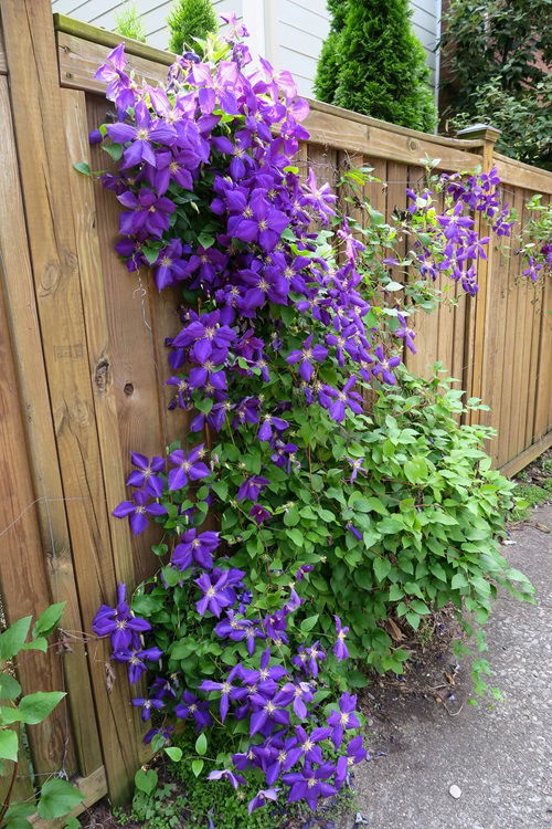 Partial Shade Perennials 