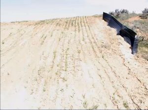 field of planted crop