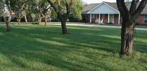 buffalograss residential lawn