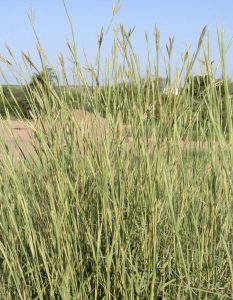 Big Bluestem