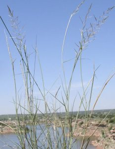 Sand Dropseed