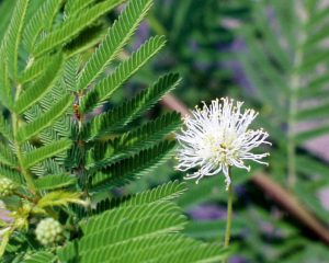 Illinois bundleflower