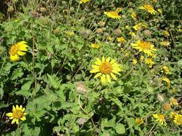 bush sunflower