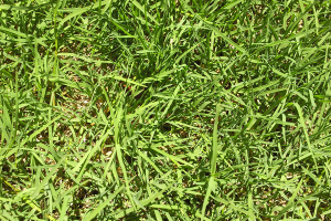 Bermuda Grass