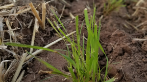 grass starting to grow