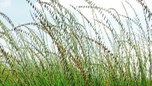 Sideoats Grama