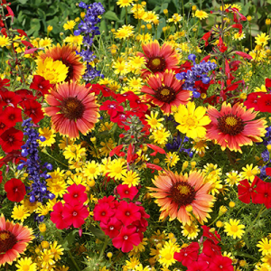 close up of wildflowers