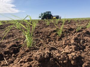 grass growing in a field with a tractor in the background