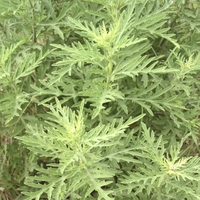 western ragweed close up