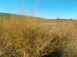 a field of tall grass