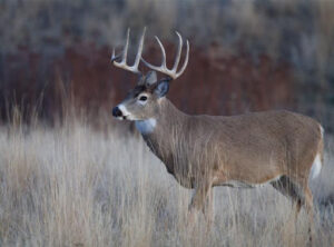 a deer with antlers standing in tall grass