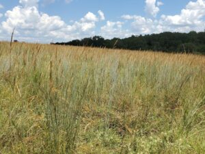 seed-spec can help with a field of grass