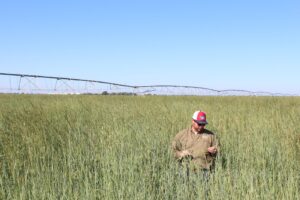 man in a tall field