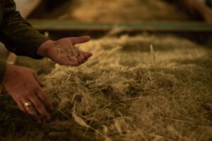 seed in a man's hand