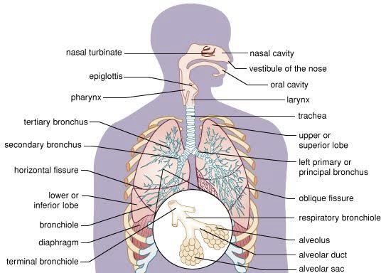 Parts Of Respiratory System