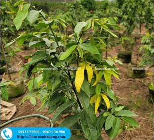 Cây hoa Dẻ thơm ngọt ngào, có hoa quanh năm