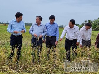 Lãnh đạo thành phố kiểm tra, khảo sát tình hình sản xuất nông nghiệp tại huyện Cờ Ðỏ