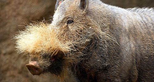 Here is a Bornean Bearded Pig