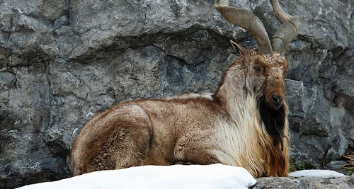 Here is a Markhor