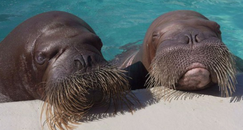 Here are two walrus in pool