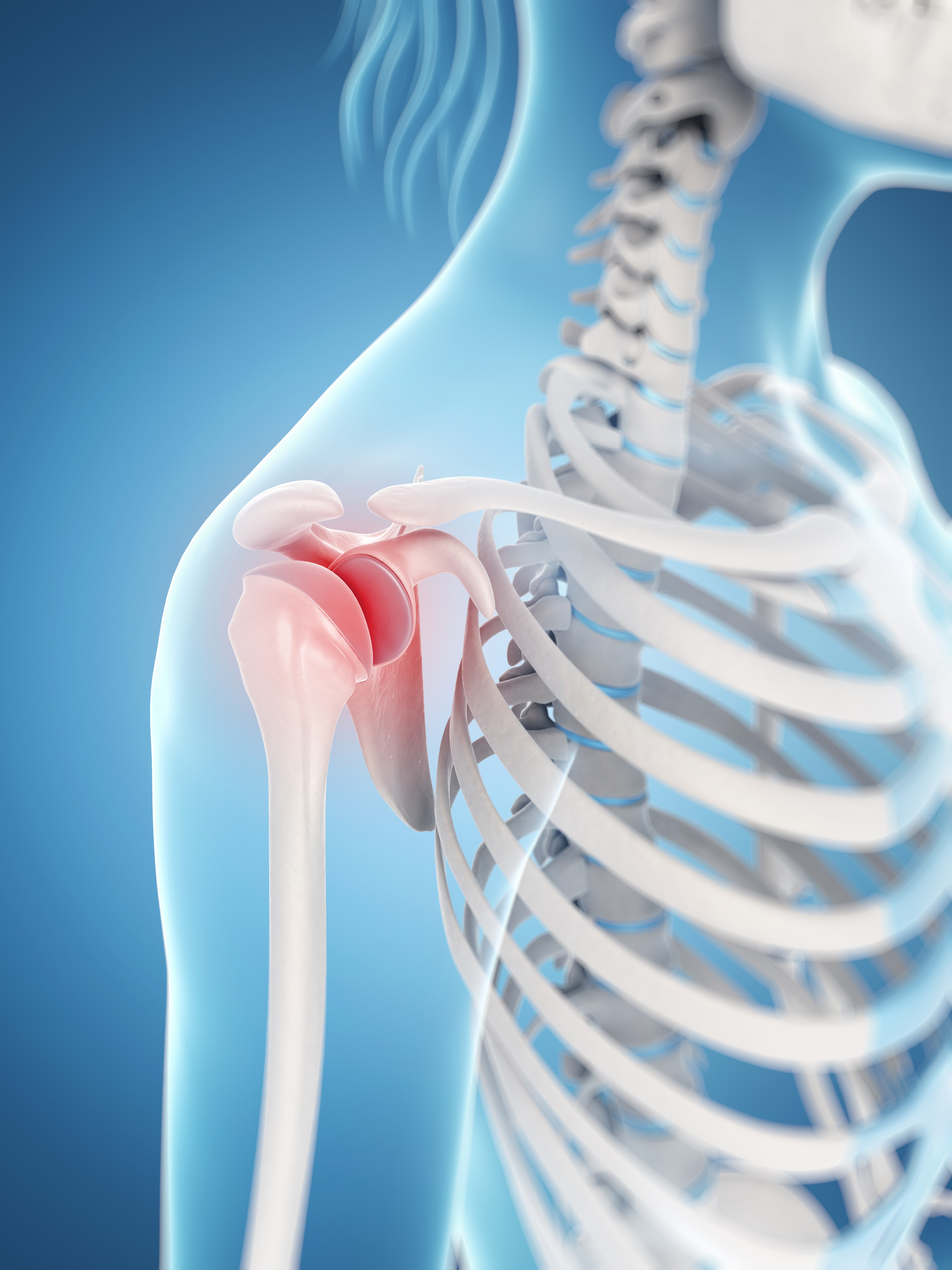 Anatomy Of Shoulder Joint Chart Joint Anatomy Series - vrogue.co