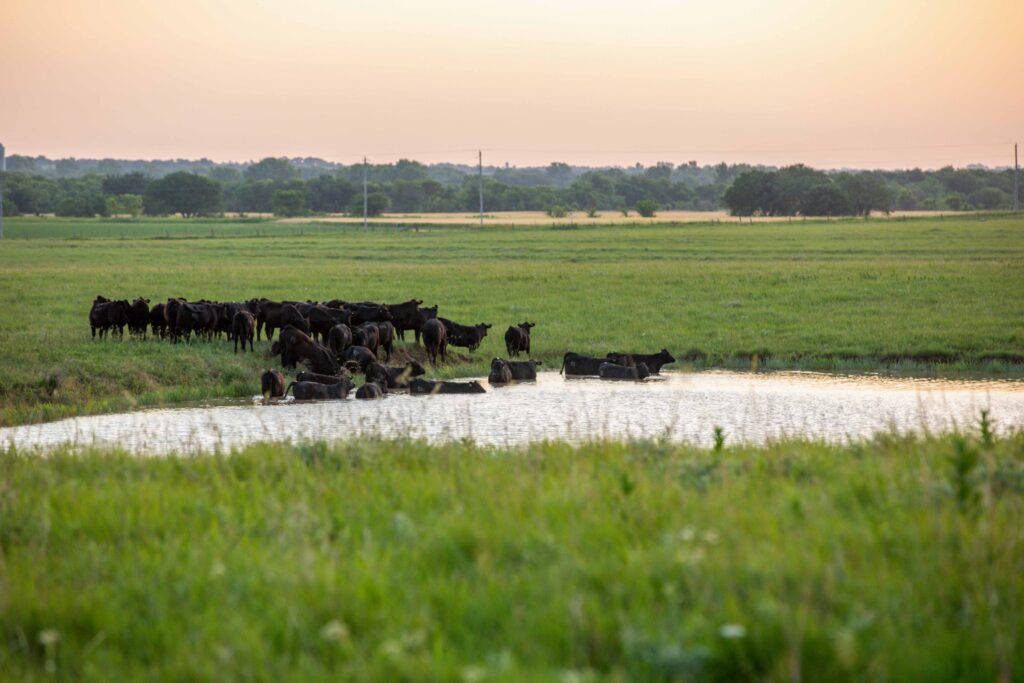 Lyons-Blythe ranch - 6 generations of cattle ranching