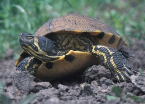 terrapin