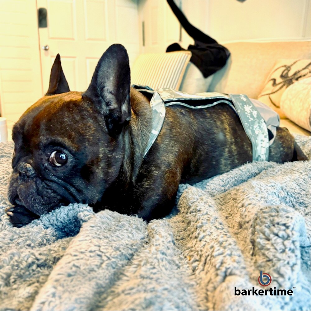 french bulldog dog diaper