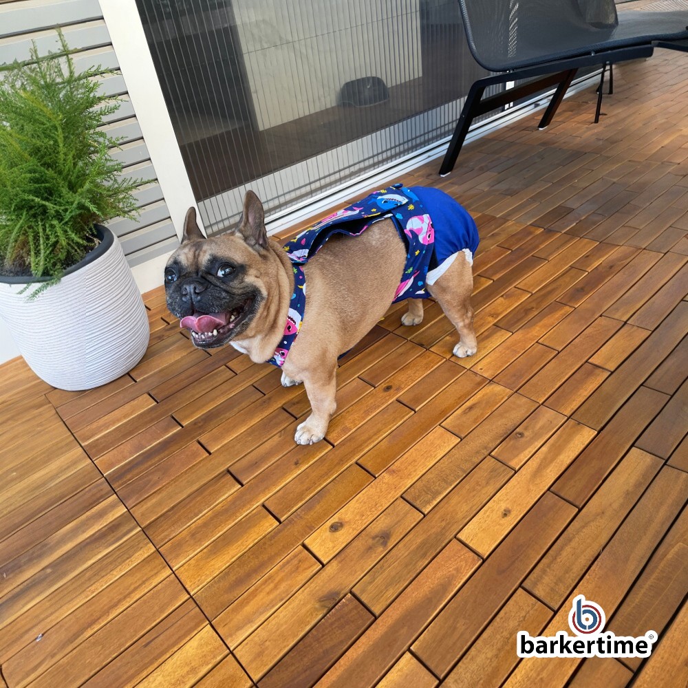 french bulldog dog diaper