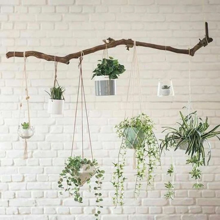 Hanging Plants