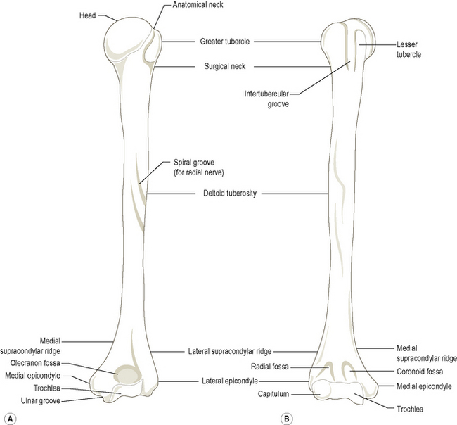 The upper limb | Basicmedical Key