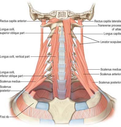 Neck | Basicmedical Key