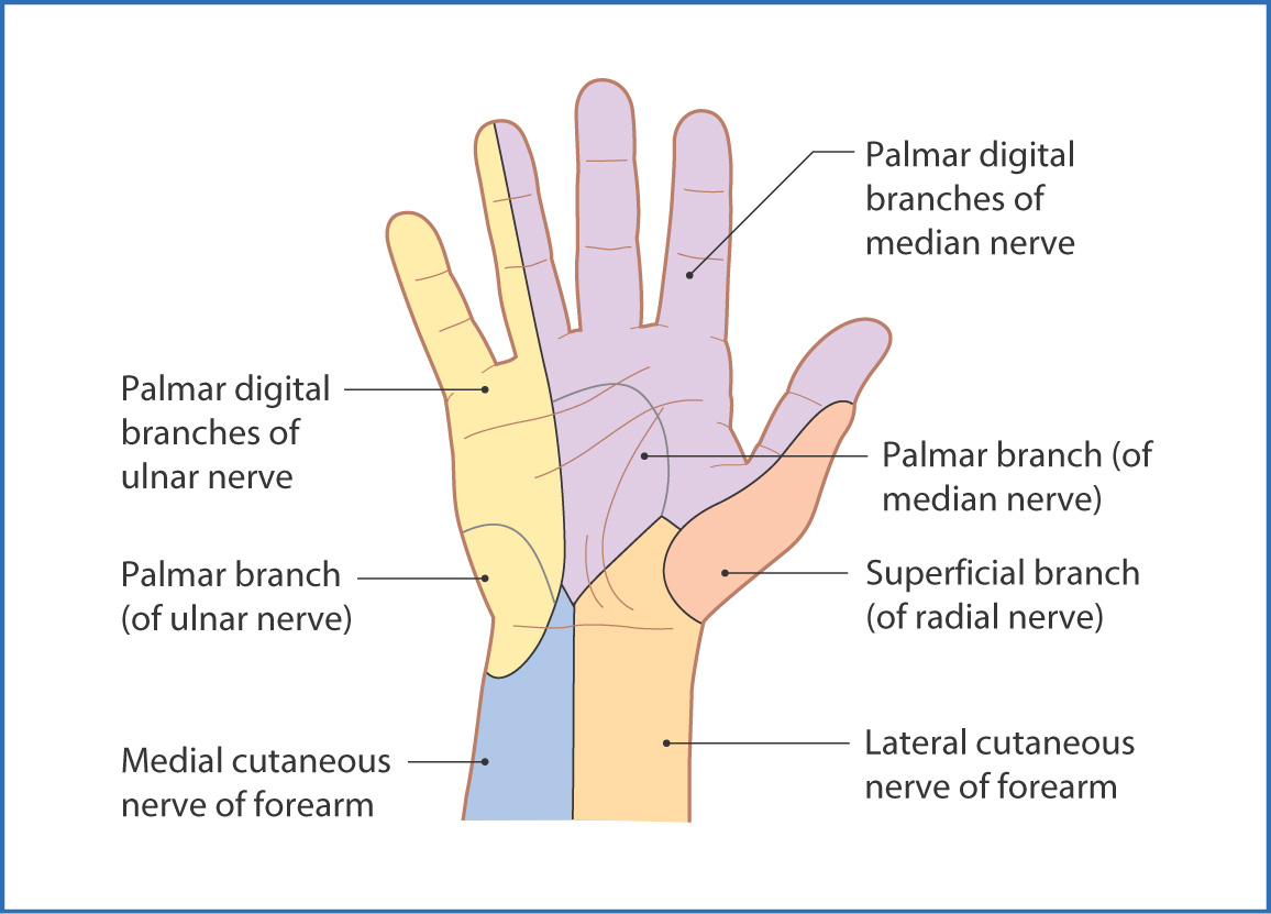 Hand Muscles | Basicmedical Key