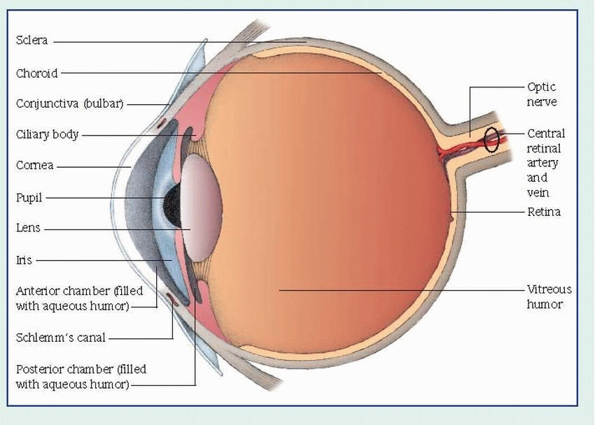 Eye Disorders | Basicmedical Key