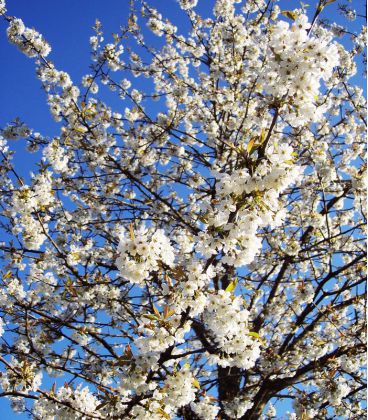 Prunus Avium Origine Forestière / Merisier