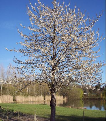 Prunus Avium Origine Forestière / Merisier