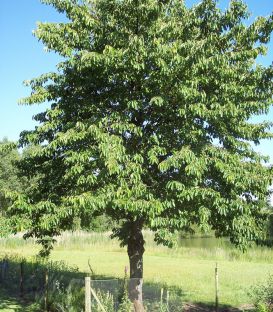 Prunus Avium / Merisier