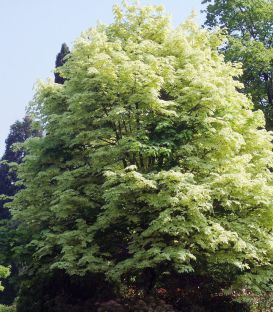 Acer Platanoides Drummondii / Erable de Drummond