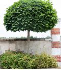 Acer Platanoides Globosum / Erable Boule