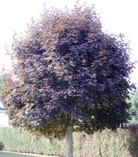 Acer Platanoides Crimson King / Erable Pourpre