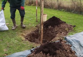 Planter un arbre en racine nues