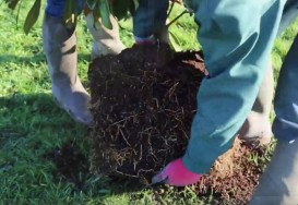 Planter un arbre en conteneur