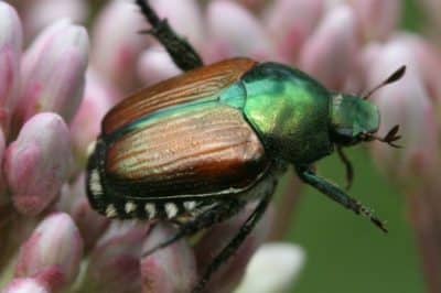 Japanese beetle