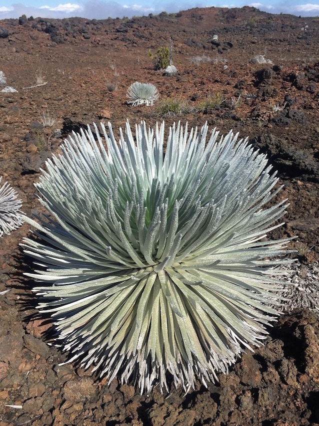 Use our Haleakala National Park guide to plan an adventurous trip to Maui, with helpful info on where to hike, things to do, where to camp/stay on Maui, and the best sites in the National Park.